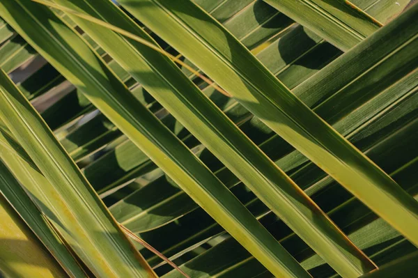 Переплетение Зеленых Листьев Пальмы Фон Геометрия Природы — стоковое фото