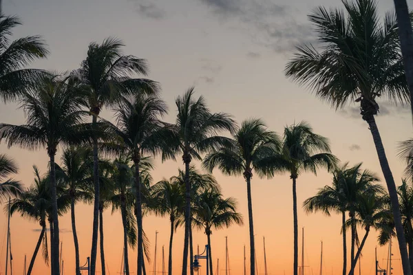 Palmer Tropisk Utsikt Solnedgång Strand Miami — Stockfoto