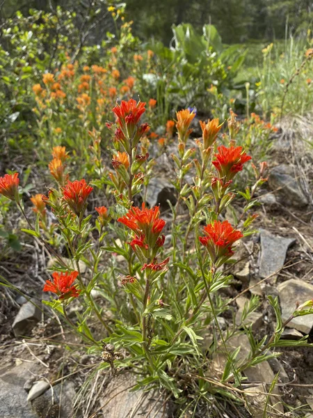 Nahaufnahme Von Indian Paintbrush Wildflower Castilleja — Stockfoto