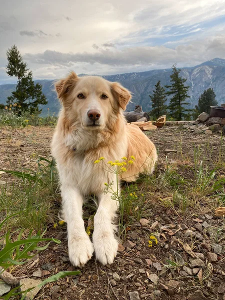 Cão Deitado Nas Montanhas Cascata Norte — Fotografia de Stock