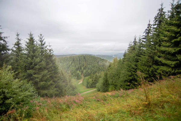 Zielona Łąka Las Iglasty Mgła Górach Harz — Zdjęcie stockowe