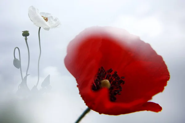 Papoilas Vermelhas Papaver Rhoeas Papoilas Brancas Ópio Papaver Somniferum — Fotografia de Stock