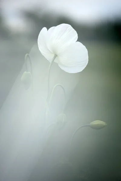 Beyaz Haşhaş Tarlası Ayrıca Afyon Olarak Bilinir Papaver Somniferum — Stok fotoğraf