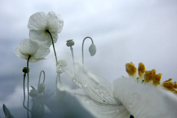 Beyaz Haşhaş Tarlası Ayrıca Afyon Olarak Bilinir Papaver Somniferum — Stok fotoğraf