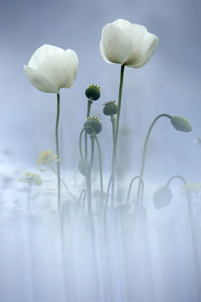 Pole Bílého Máku Také Nazývané Opium Papaver Somniferum — Stock fotografie