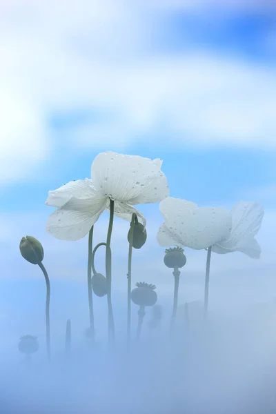 一片白色的罂粟地 也叫鸦片 山梨树果皮 — 图库照片