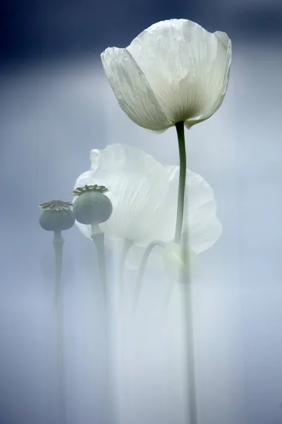 Campo Papoilas Brancas Também Chamado Ópio Papaver Somniferum — Fotografia de Stock