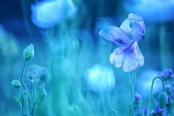 Pole Bílého Máku Také Nazývané Opium Papaver Somniferum — Stock fotografie