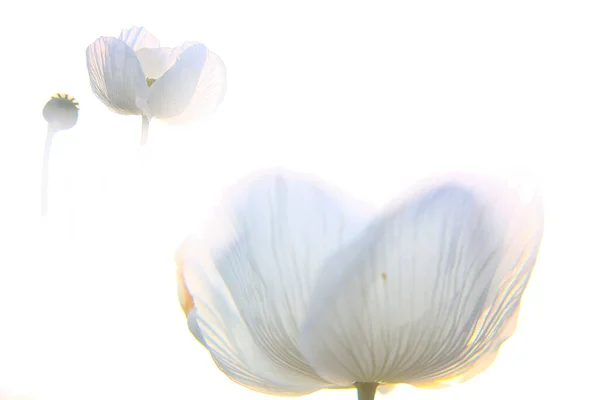 Feld Weißer Mohn Auch Opium Genannt Papaver Somniferum — Stockfoto