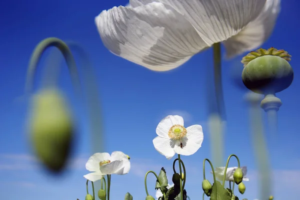 一片白色的罂粟地 也叫鸦片 山梨树果皮 — 图库照片