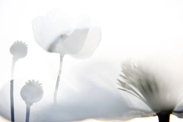 Beyaz Haşhaş Tarlası Ayrıca Afyon Olarak Bilinir Papaver Somniferum — Stok fotoğraf