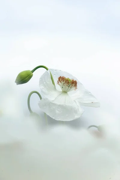 Beyaz Haşhaş Tarlası Ayrıca Afyon Olarak Bilinir Papaver Somniferum — Stok fotoğraf