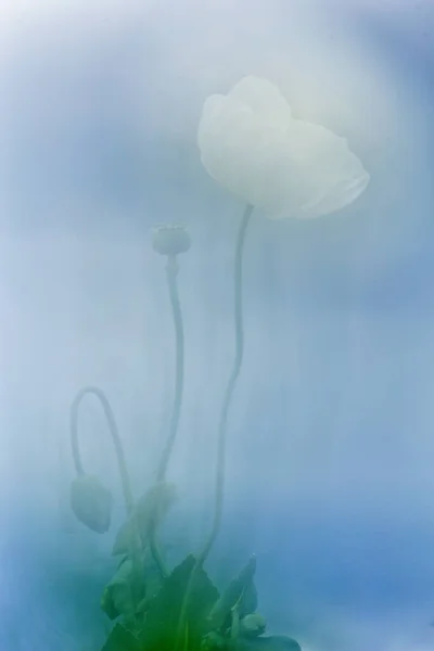 Pole Białych Maków Zwanych Również Opium Papaver Somniferum — Zdjęcie stockowe