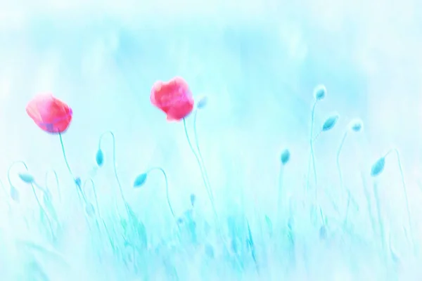 Campo Amapolas Rojas Durante Primavera Papaver Rhoeas —  Fotos de Stock