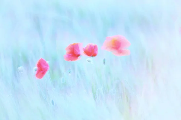 Pole Červeného Máku Během Jara Papaver Rhoeas — Stock fotografie