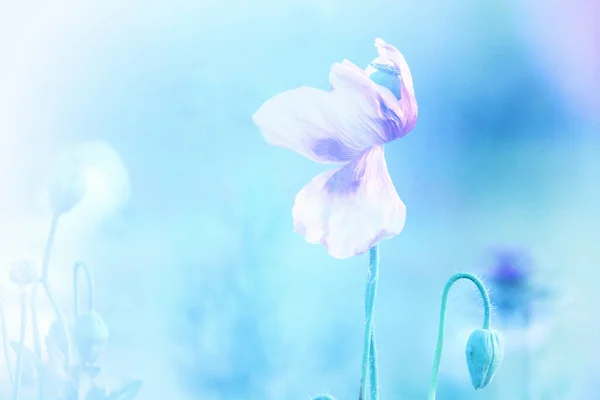 Pole Opiových Máků Papaver Somniferum — Stock fotografie