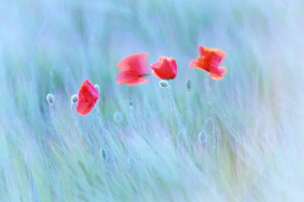 春天里的一片红罂粟地 海绵状腮腺炎 — 图库照片