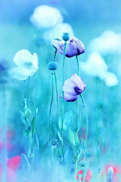 Pole Opiových Máků Papaver Somniferum — Stock fotografie