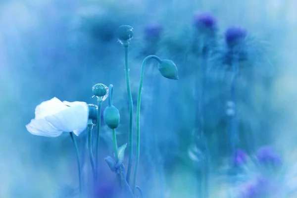 Pole Opiových Máků Papaver Somniferum — Stock fotografie