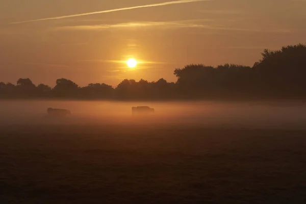 Świt Słońca Nad Mglistym Polem Trawy Wypasanymi Krowami — Zdjęcie stockowe