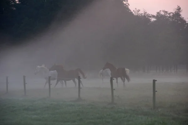 Playful Group Horses Running Dawn Misty Field — Stock Photo, Image