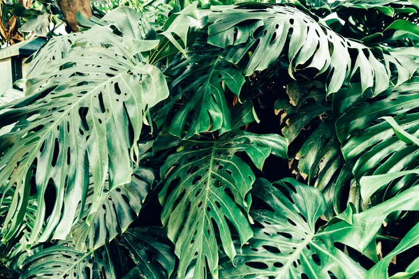 Monstera Delicosa Texturált Hátteret Hagy Maga Után Trópusi Egzotikus Természeti — Stock Fotó