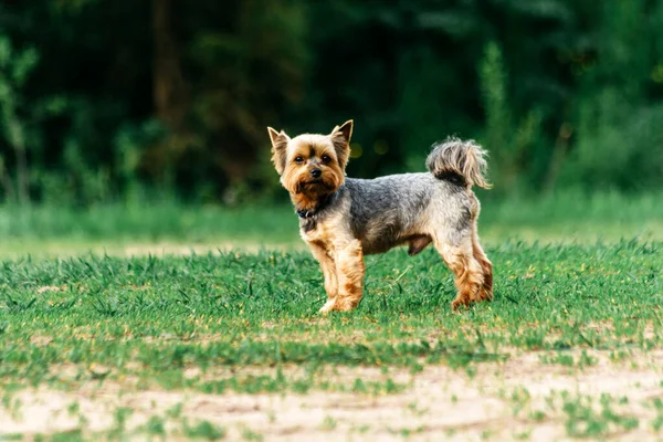 Kleine Hond Groen Gras Zomer — Stockfoto