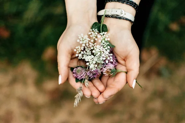 Flores Silvestres Manos Femeninas Cierran Con Bokeh — Foto de Stock