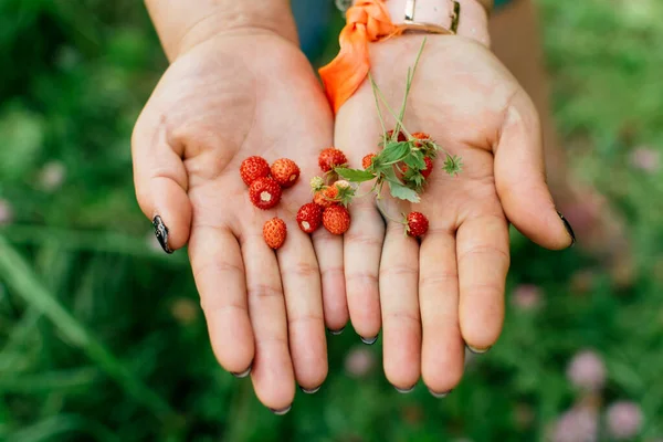 Strawberries Female Hands Close Background Grass — Stock Photo, Image