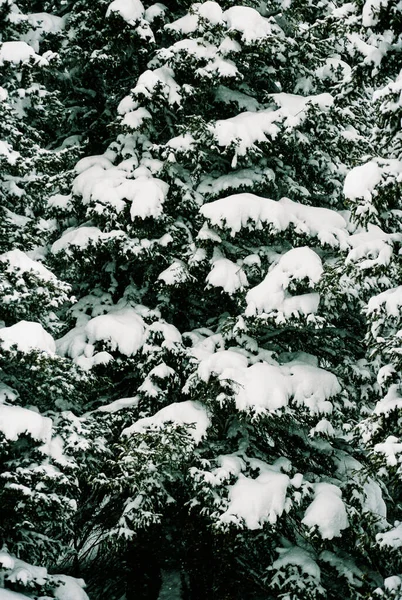 Pino Ponderoso Gigante Cubierto Nieve Pesada Bosque Colorado —  Fotos de Stock