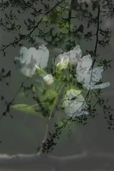 Художня Фотографія Квітучої Яблуні — стокове фото