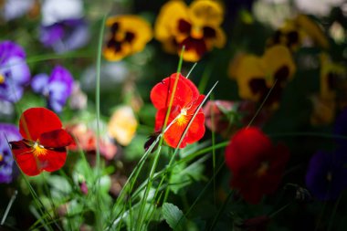Farklı renklerde bahçe çiçekleri. Sıcak yaz mevsiminde kırmızı çiçekler bahçede yetişir. Güzel doğal arkaplan.