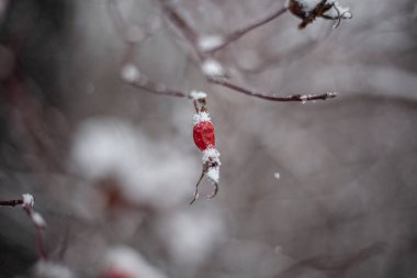 Kışın ekin. Karla kaplı bir dal. Parlak renklerle donatılmış havalı bir arka plan. Doğal güzellik. Kışın doğal renkler.