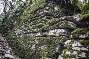 Yosun kaplı taş. Relict ormanındaki kayalar. Doğal taşın arka planı. Rocky cinsi. Doğal nesne.