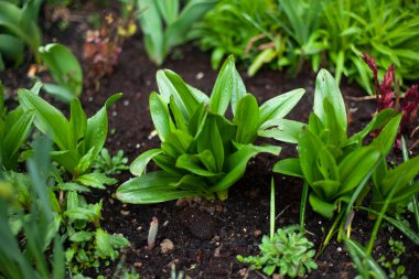 Bahçedeki bitkiler. Bahçe bitkilerinin yeşil kökleri. Çiçekler çiçek tarhında.