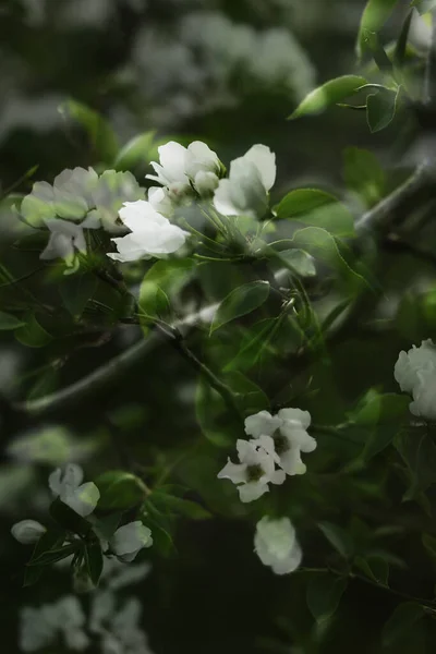 Art Photo Blooming Apple Tree — Stock Photo, Image