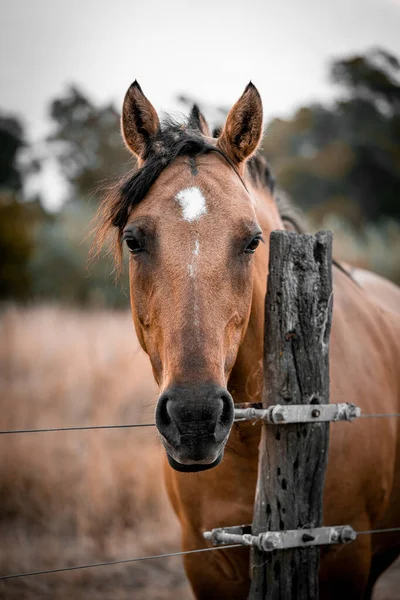 Портрет Коричневой Лошади Поле Аргентине — стоковое фото
