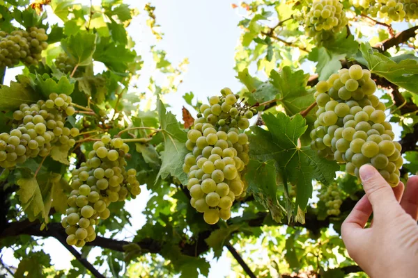 Witte Druiven Een Wijngaard — Stockfoto