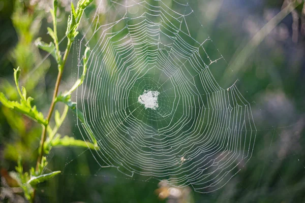 Cobweb Iarbă Păianjen Web Zori Păianjen Web Pentru Capturarea Insectelor — Fotografie, imagine de stoc