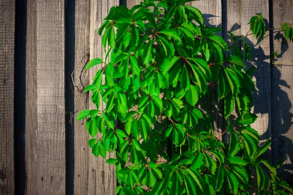 Πράσινο Φυτό Ξύλινο Φράχτη Φυτό Αργίλου Ένα Ρουστίκ Φράκτη Διακόσμηση — Φωτογραφία Αρχείου