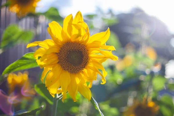 Gula Blommor Ljusa Blommor Trädgården Vildblommor Med Gul Färg Vacker — Stockfoto