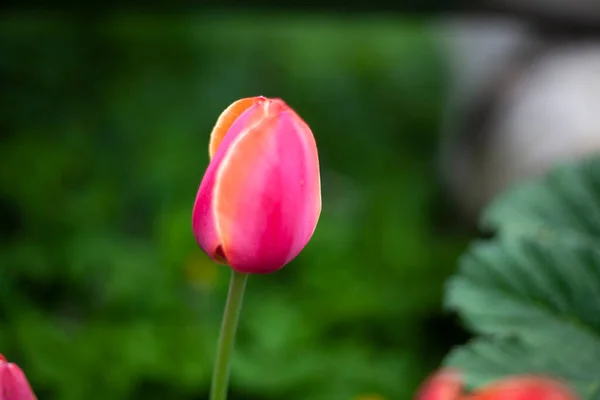 Розовый Цветок Растение Саду Яркий Натуральный Цвет Весеннего Тюльпана Естественный — стоковое фото