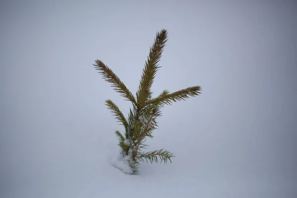 Granplantor Växer Vintern Liten Träd Vit Bakgrund Barrträd Planterat För — Stockfoto