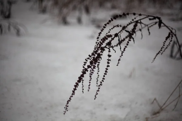 Фон Сухими Травами Стелы Растения Снег — стоковое фото