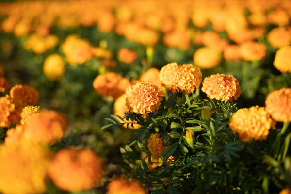 Оранжевые Цветы Клумбе Многие Тех Растений Желтые Цветы Улице — стоковое фото