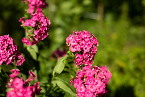 Flores Rosadas Jardín Plantas Verano Brotes Inflorescencias Luz Del Sol — Foto de Stock