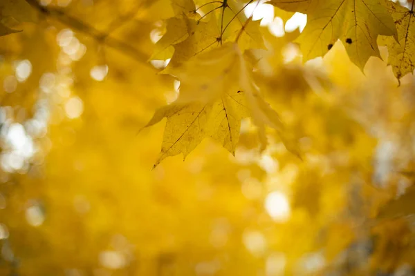 Feuilles Érable Jaunes Fond Automne Feuilles Érable Dans Parc — Photo