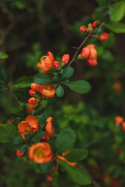 Blommor Japanska Quince Gren Trã Dgã Rden — Stockfoto