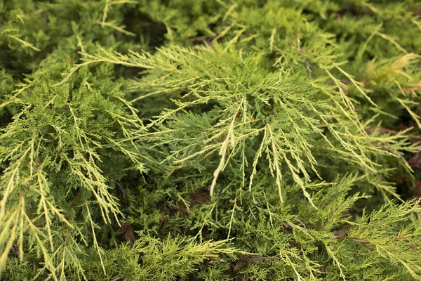 庭の針葉樹の植物 庭の松 ミニチュアスプルースの木 松葉の背景 — ストック写真