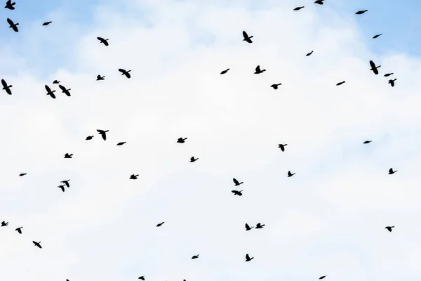 Cloudy Blue Sky Flock Birds Flying — стокове фото